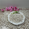 NEW CROP SMALL white kidney beans Long Shape